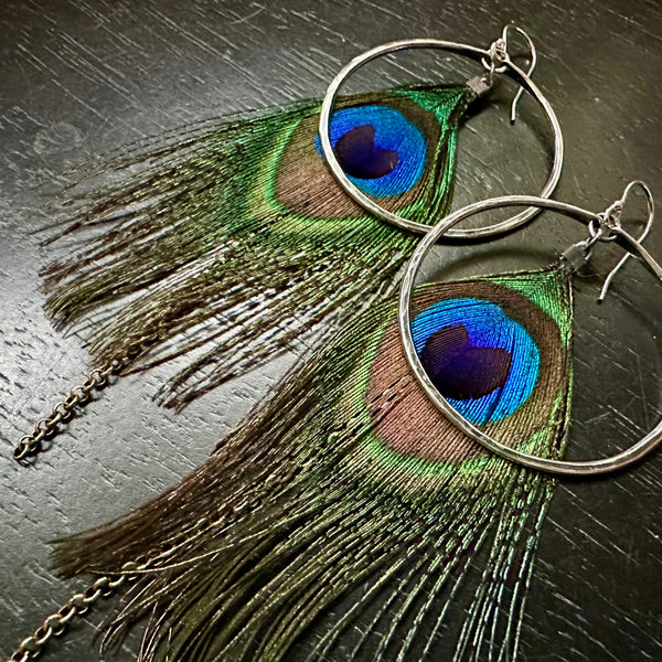 Peacock Feather Earrings with Medium Silver Hoops