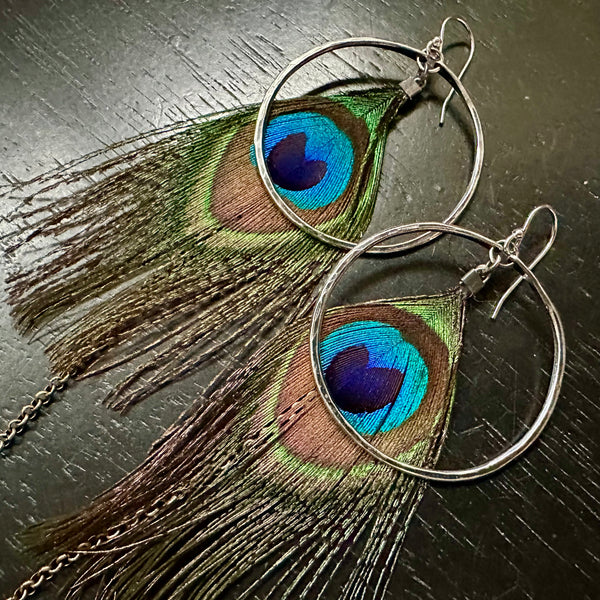 Peacock Feather Earrings with Medium Silver Hoops